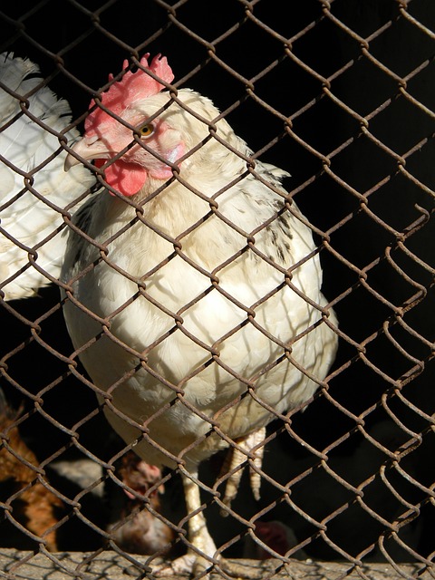 独特优势 独特优势