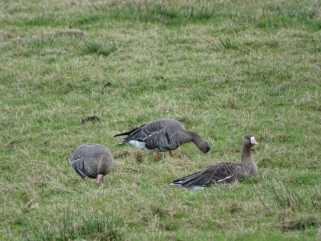 通过此次胜 通过此次胜